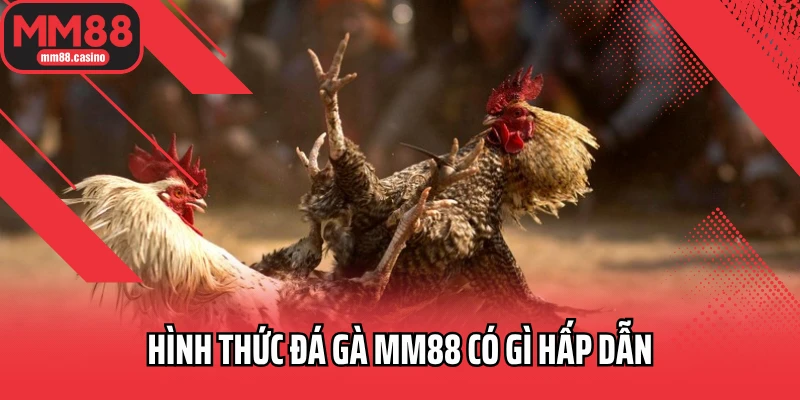 Hình thức đá gà MM88 có gì hấp dẫn