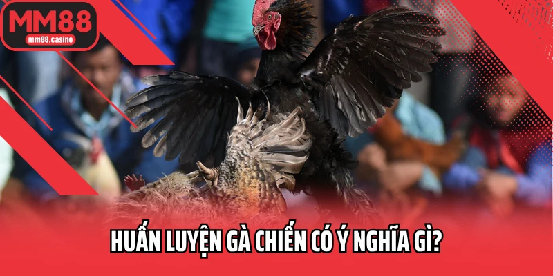 Huấn luyện gà chiến có ý nghĩa gì?
