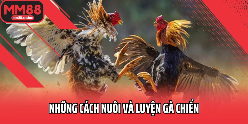 Những cách nuôi và luyện gà chiến