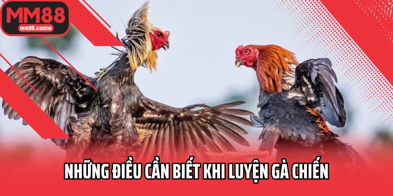 Những điều cần biết khi luyện gà chiến