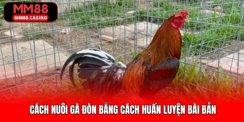 Huấn luyện gà đòn thông qua các bài vận động