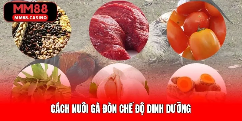 Cách nuôi gà đòn dựa trên chế độ dinh dưỡng khoa học