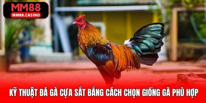 Kỹ thuật đá gà bằng việc chọn giống phù hợp
