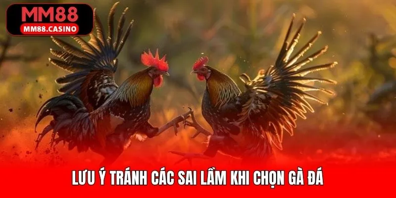 Lưu ý cơ bản để tránh các lỗi sai trong lúc chọn chiến kê