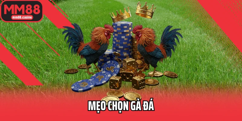 Mẹo chọn gà đá